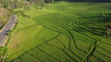 Sabahları pirinç teraslarının havadan görünüşü