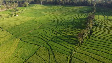 Nanggulan Kulon Progo 'daki yeşil pirinç tarlalarının güzel manzarası.