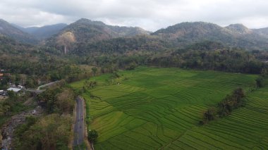 Nanggulan Kulon Progo 'daki güzel tepeli pirinç tarlaları