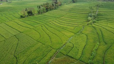 Pirinç teraslarının manzarası çok güzel.