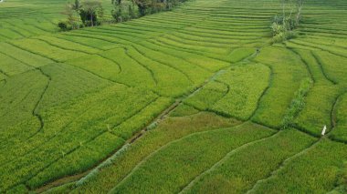Pirinç teraslarının manzarası çok güzel.