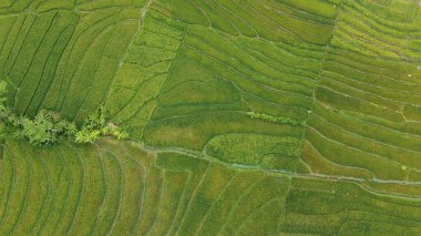 Pirinç teraslarının üst görüntüsü bir kalıp oluşturuyor.