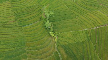 Pirinç teraslarının üst görüntüsü bir kalıp oluşturuyor.