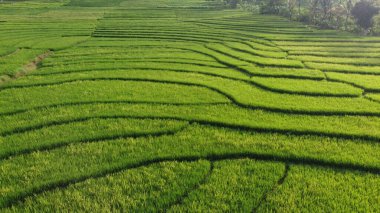 Nanggulan Kulon Progo 'daki yeşil pirinç tarlalarının güzel manzarası.