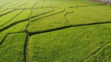 Pirinç tarlalarındaki çiftçilerin hava manzarası
