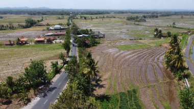 Nanggulan Kulon Progo bölgesinde pirinç tarlaları
