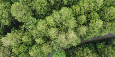 Çam ağaçlarının üst görünümü