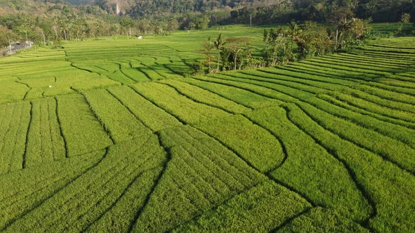 Sabahları pirinç teraslarının havadan görünüşü