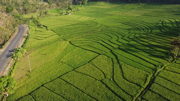 Sabahları pirinç teraslarının havadan görünüşü