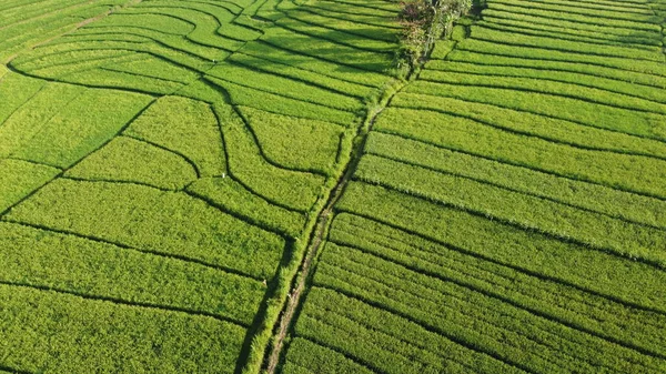 Nanggulan Kulon Progo Yeşil Pirinç Terasları — Stok fotoğraf