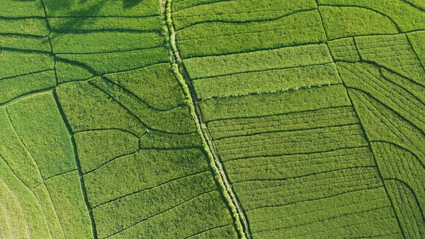 Pirinç Teraslarının Üst Manzarası — Stok fotoğraf