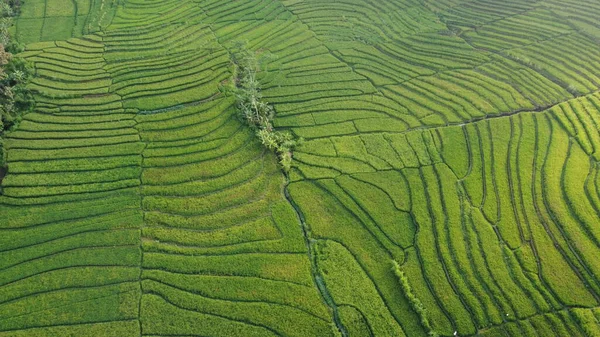 Nanggulan Kulon Progo Daki Yeşil Pirinç Tarlalarının Güzel Manzarası — Stok fotoğraf