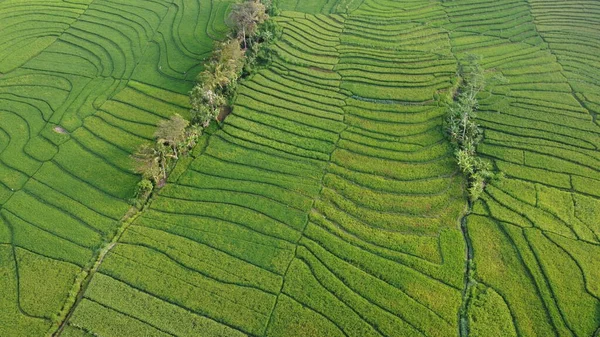 Belle Vue Sur Les Rizières Vertes Nanggulan Kulon Progo — Photo