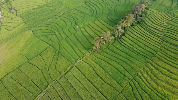 Kaunis Näkymä Vihreille Riisipelloille Nanggulan Kulon Progo — kuvapankkivalokuva
