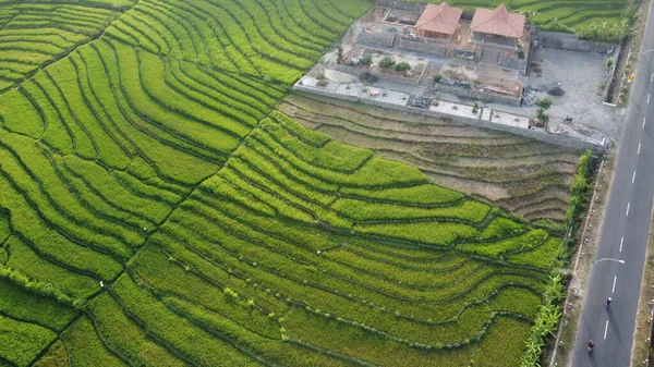 Nanggulan Kulon Progo Yeşil Pirinç Terasları — Stok fotoğraf