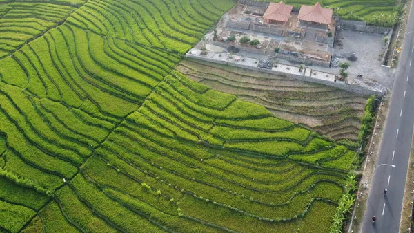 Terrazas Arroz Verde Nanggulan Kulon Progo —  Fotos de Stock