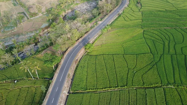 Vue Aérienne Magnifiques Rizières Sur Côté Autoroute — Photo