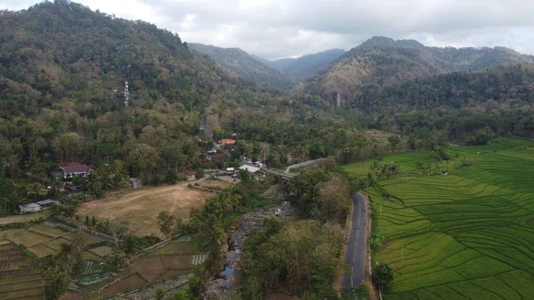 Nanggulan Kulon Progo 'daki güzel tepeli pirinç tarlaları