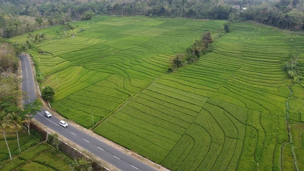 Zöld Rizs Teraszok Nanggulan Kulon Progo — Stock Fotó