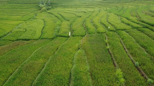 Belle Vue Sur Les Rizières Vertes Nanggulan Kulon Progo — Photo