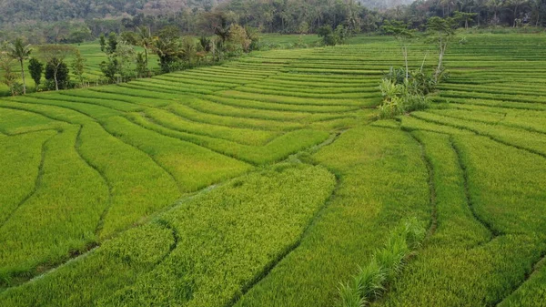 Belle Vue Sur Les Rizières Vertes Nanggulan Kulon Progo — Photo