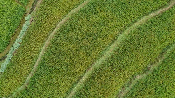 Ylhäältä Riisiterassit — kuvapankkivalokuva