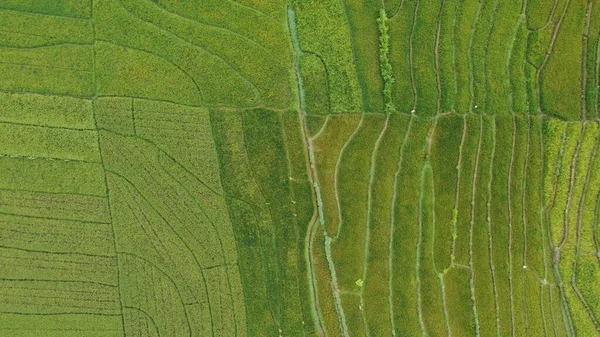Вид Зверху Рисові Тераси Утворюють Візерунок — стокове фото