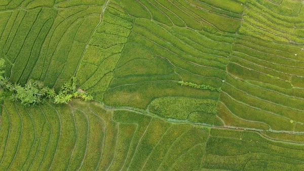 Blick Von Oben Auf Reisterrassen Die Ein Muster Bilden — Stockfoto