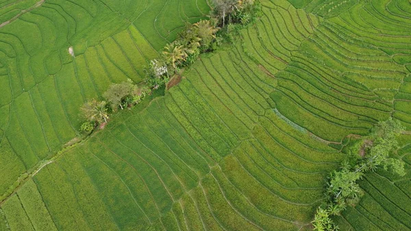 パターンを形成する棚田の上の景色 — ストック写真