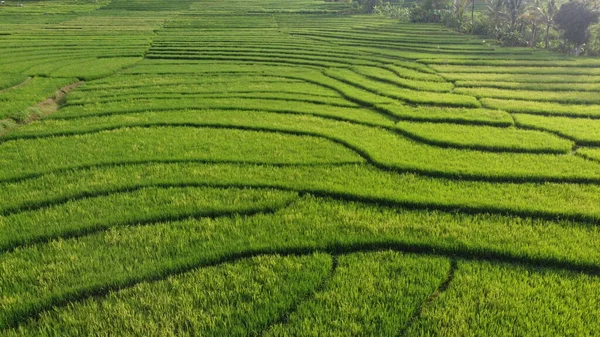 Nanggulan Kulon Progo 'daki yeşil pirinç tarlalarının güzel manzarası.