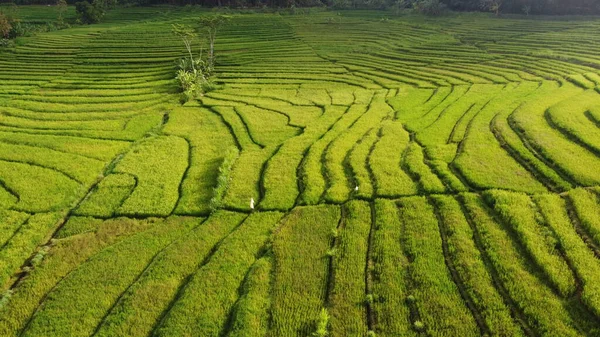 Sabahları pirinç teraslarının havadan görünüşü