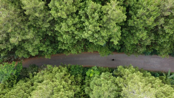 Luftaufnahme Des Grünen Sommerwaldes Mit Einer Straße — Stockfoto