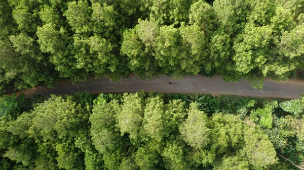 Вид Повітря Зелений Сосновий Ліс Асфальтовою Дорогою — стокове фото