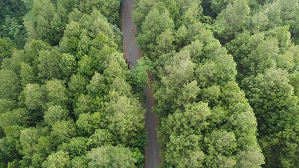 Вид Повітря Зелений Сосновий Ліс Асфальтовою Дорогою — стокове фото