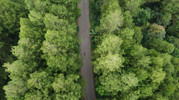 Вид Повітря Зелений Сосновий Ліс Асфальтовою Дорогою — стокове фото