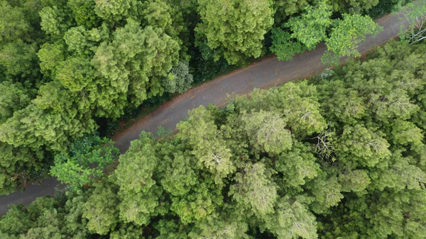 Vista Aérea Pinhal Verde Com Estrada Asfalto — Fotografia de Stock