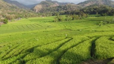 Nanggulan Kulon Progo 'daki pirinç teraslarının hava görüntüleri.