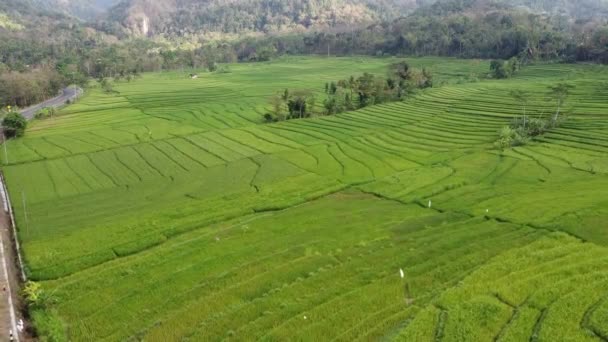 Imágenes Aéreas Terrazas Arroz Nanggulan Kulon Progo — Vídeo de stock