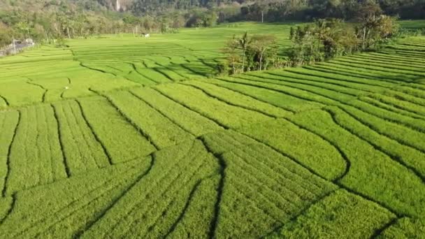 Hermosas Vistas Los Campos Arroz Nanggulan Kulon Progo — Vídeo de stock