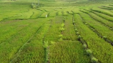 Sabah pirinç tarlalarının hava görüntüleri. Nanggulan Kulon Progo 'nun güzel manzarası