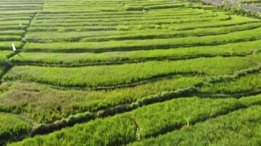 Nanggulan Kulon Progo 'daki pirinç tarlalarının güzel manzarası.