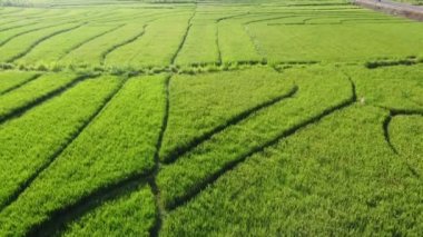Nanggulan Kulon Progo 'daki pirinç tarlalarının güzel manzarası.