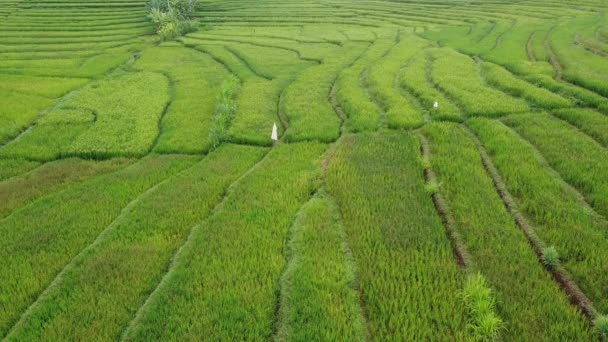 Nanggulan Kulon Progo Daki Pirinç Tarlalarının Güzel Manzarası — Stok video