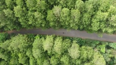 Bir yolu olan yeşil yaz ormanının havadan görünüşü