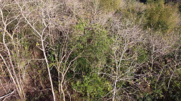 Tree Leaves Forest — Stock Photo, Image