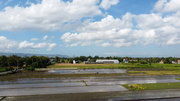 Pirinç Tarlalarının Hava Manzarası Ekime Hazır — Stok fotoğraf