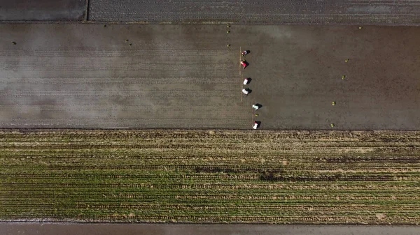 Повітряний Вид Фермерів Саджають Рис — стокове фото