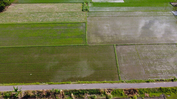 aerial view of rice fields ready for planting