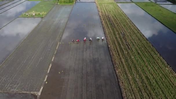 Rekaman Udara Petani Menanam Padi Sawah — Stok Video