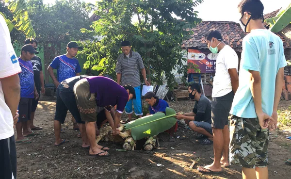 Yogyakarta Indonésie Juillet 2020 Abattage Sacrificiel Animaux Pendant Aïd Adha — Photo